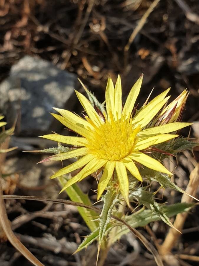 Carlina racemosa flower
