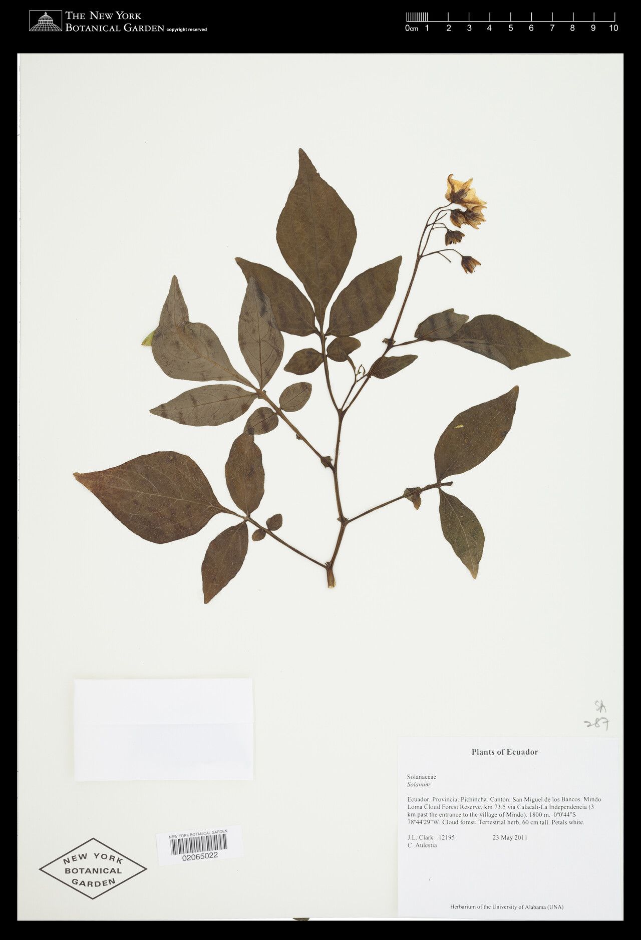 Solanum colombianum — houseplant care guide