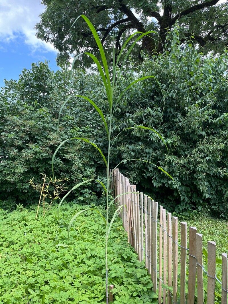 Miscanthus lutarioriparius
