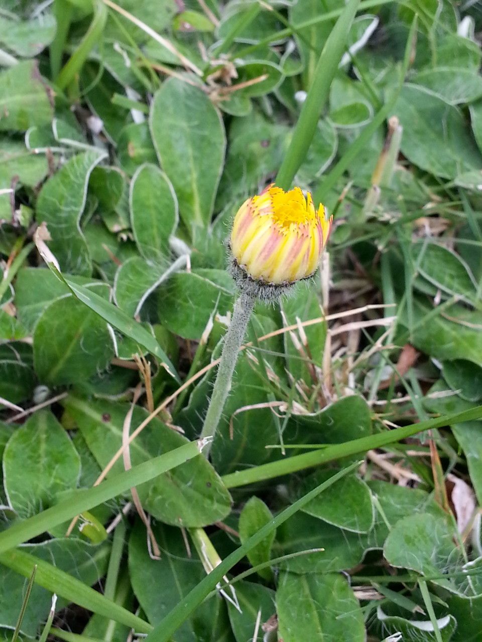 Pilosella pilosellina — search result for 'Pilosella'