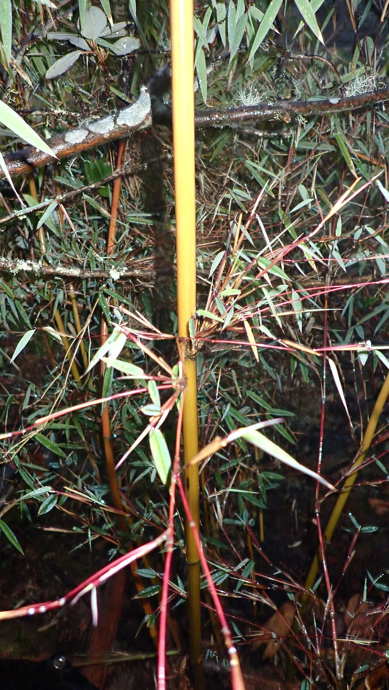 Yushania microphylla bark