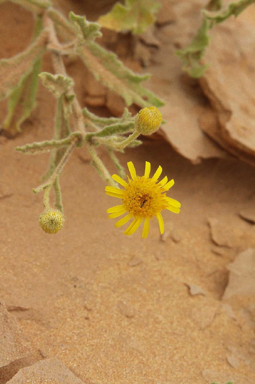 Pulicaria incisa flower