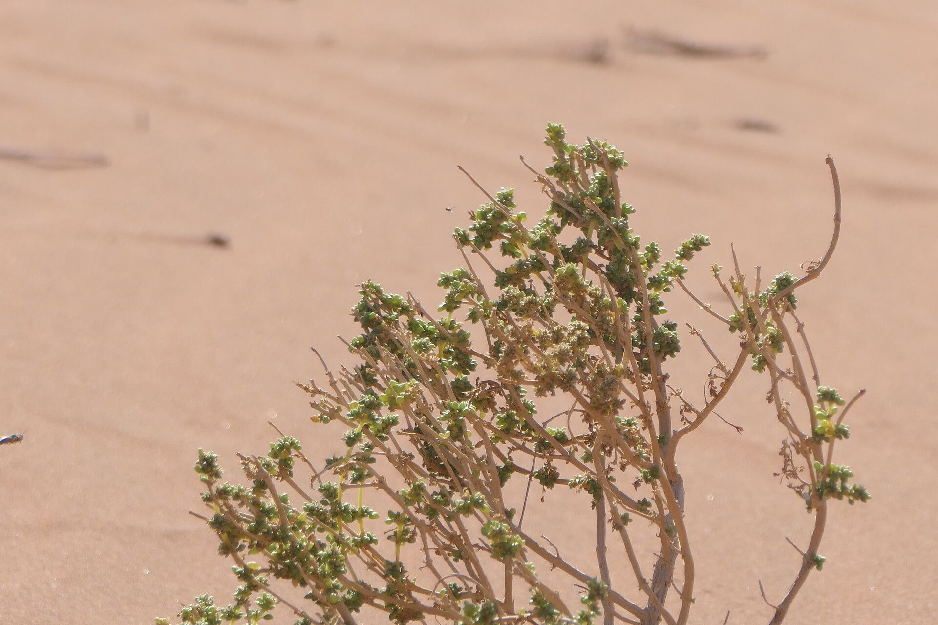 Trianthema hereroense leaf