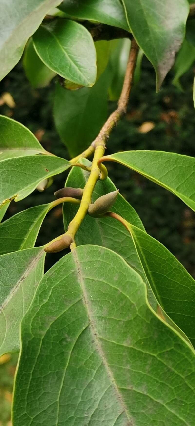 Magnolia ernestii leaf