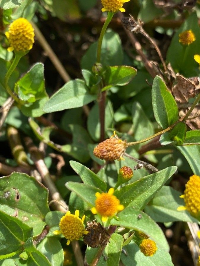 Acmella caulirhiza fruit
