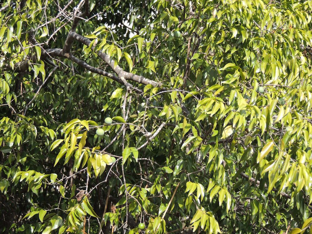 Strychnos usambarensis habit