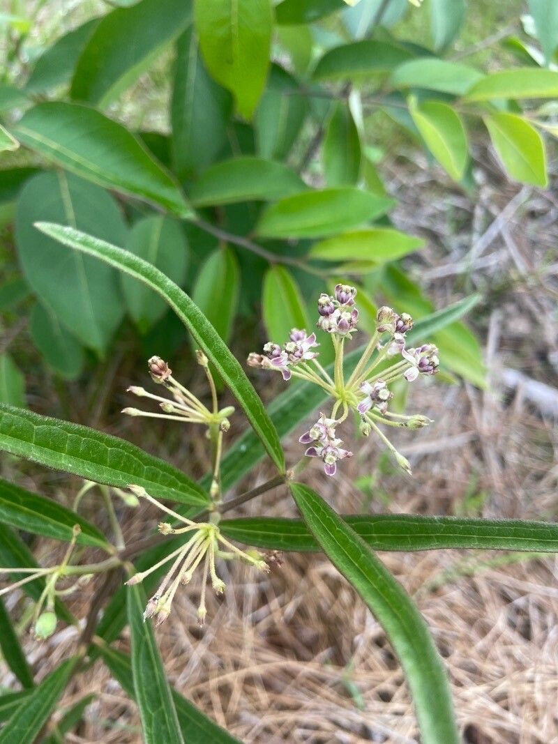 Asclepias longifolia flower