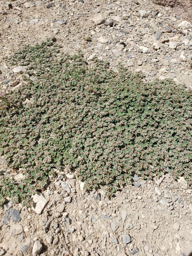 Euphorbia albomarginata habit