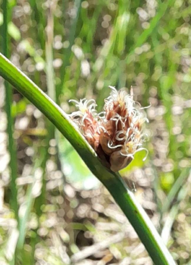 Carex divisa flower