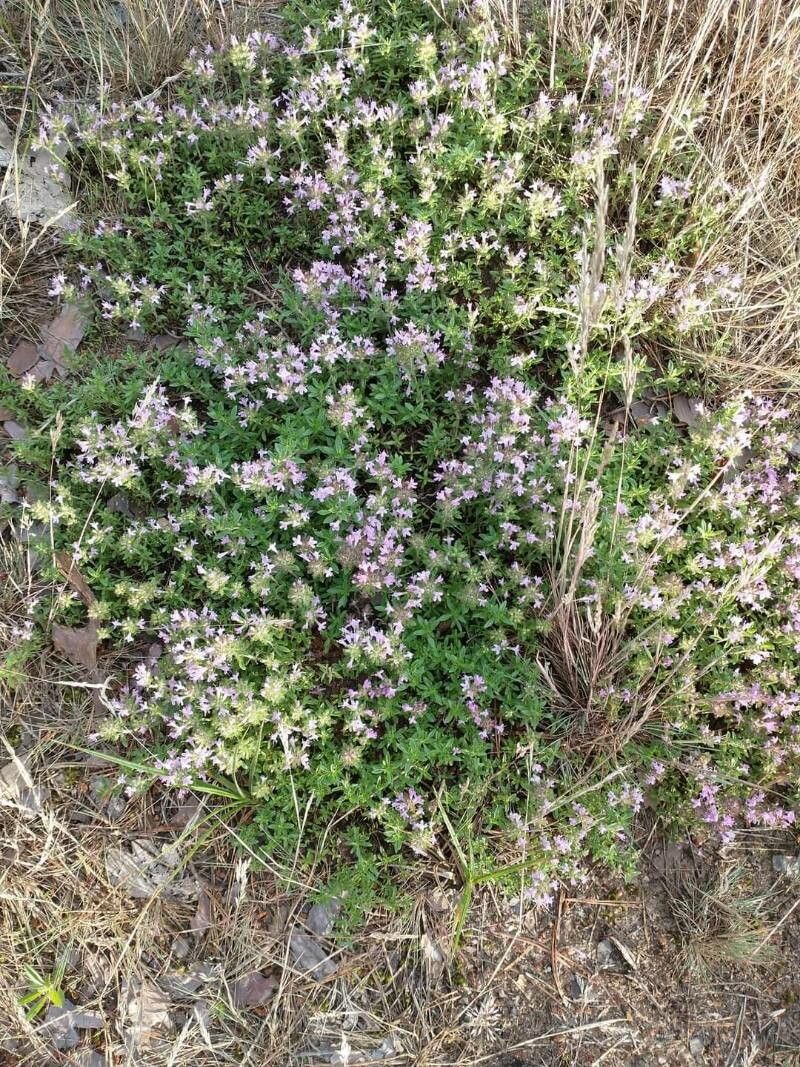 Thymus herba-barona flower