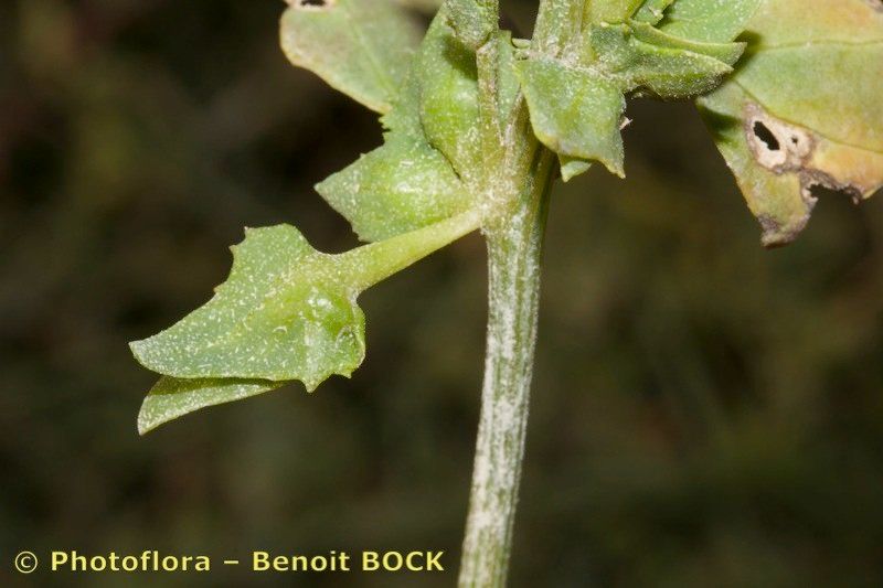 Atriplex longipes — search result for 'Atriplex'