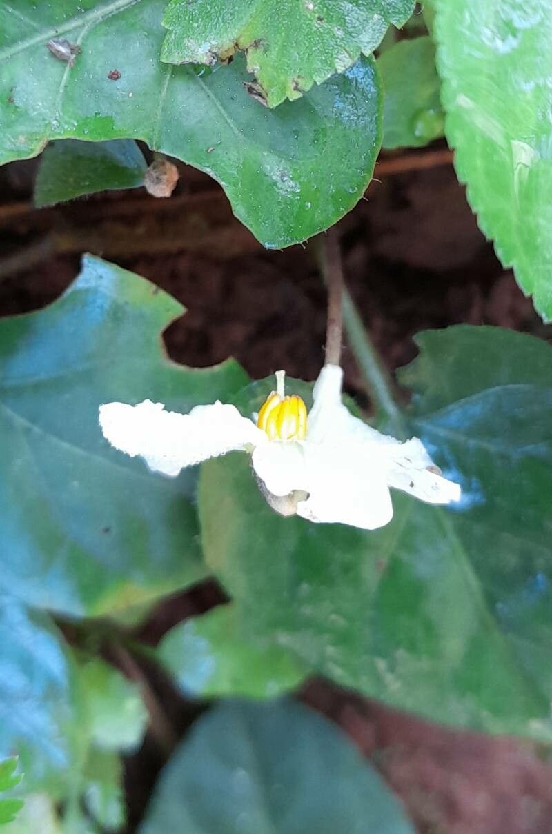 Lycianthes asarifolia flower