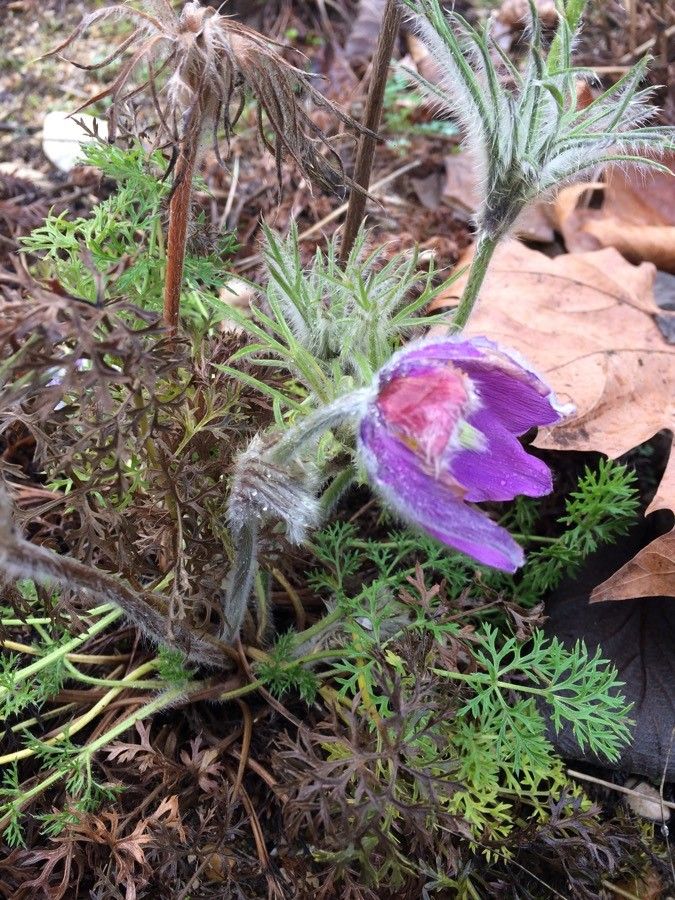 Anemone patens habit