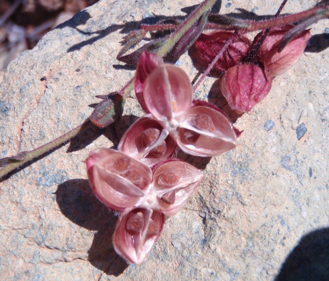 Fumana arabica fruit