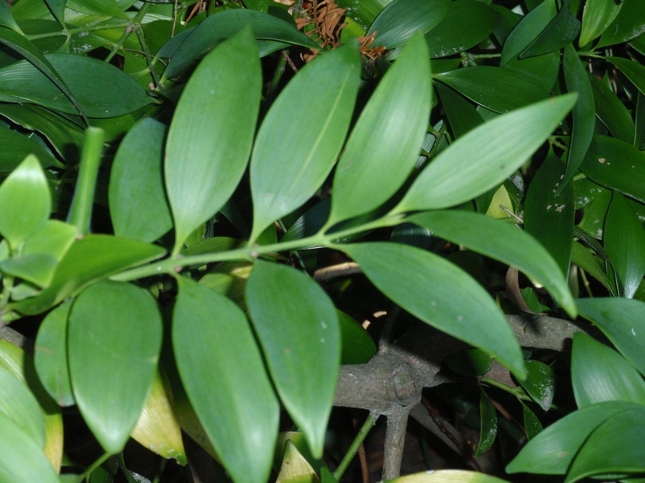 Nageia nagi — search result for 'Podocarpus'