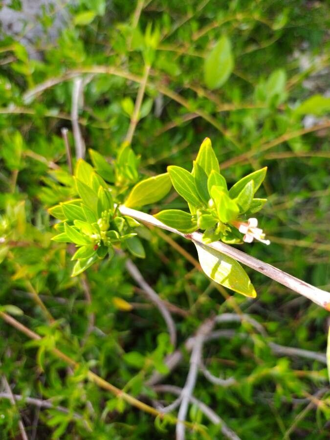 Ernodea littoralis flower