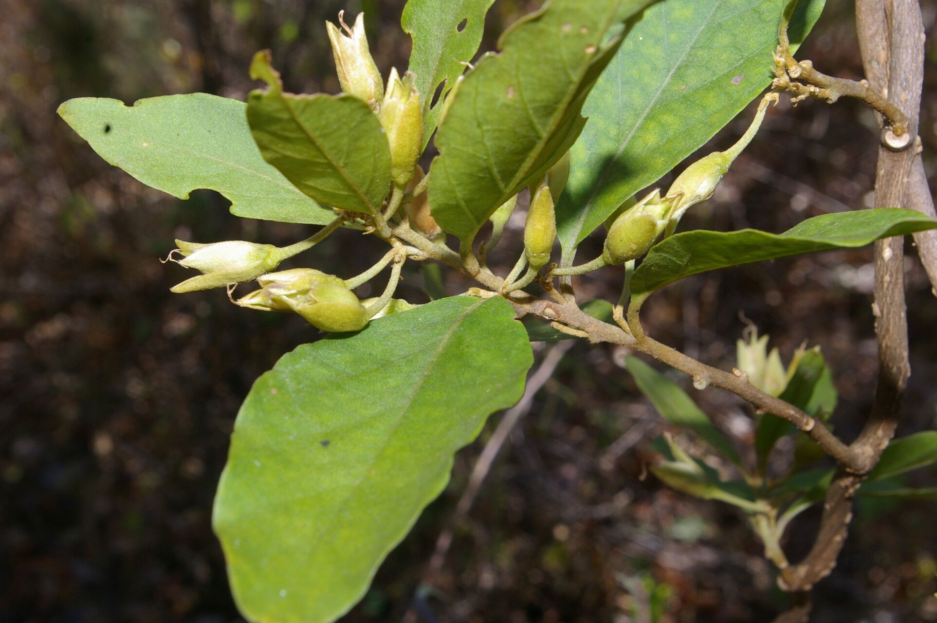 Bonamia mexicana — houseplant care guide