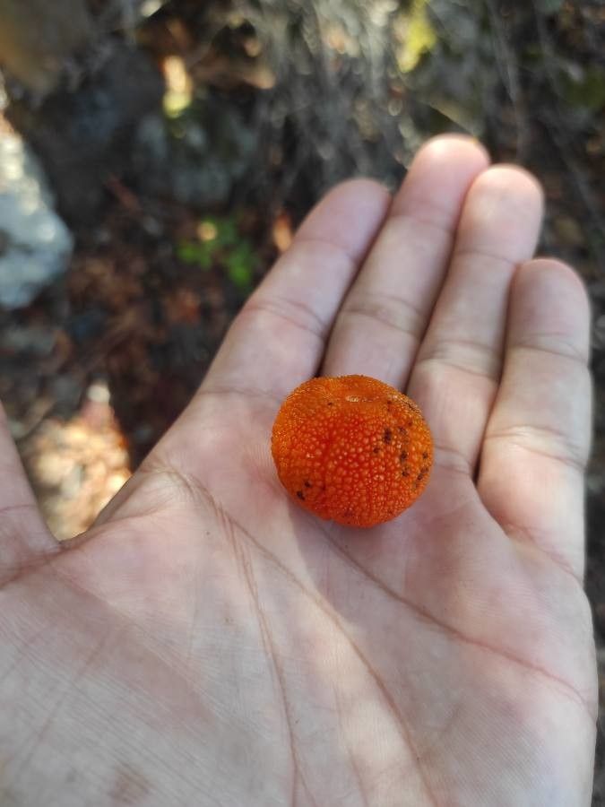 Arbutus canariensis fruit