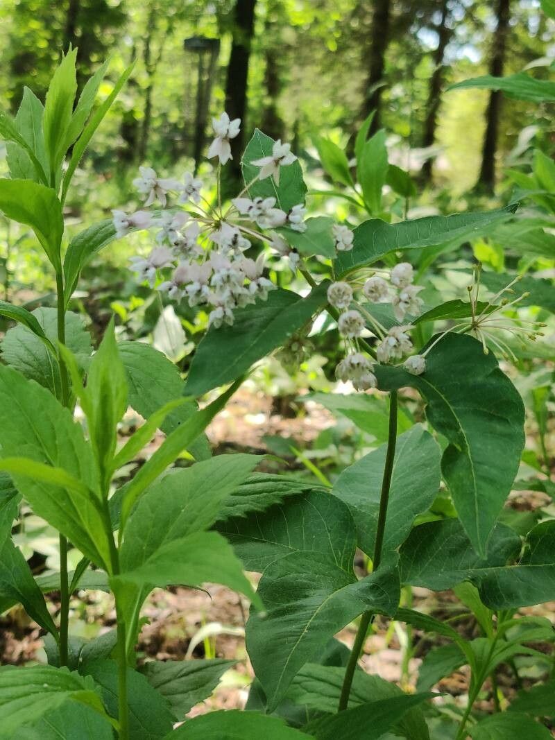 Asclepias quadrifolia flower