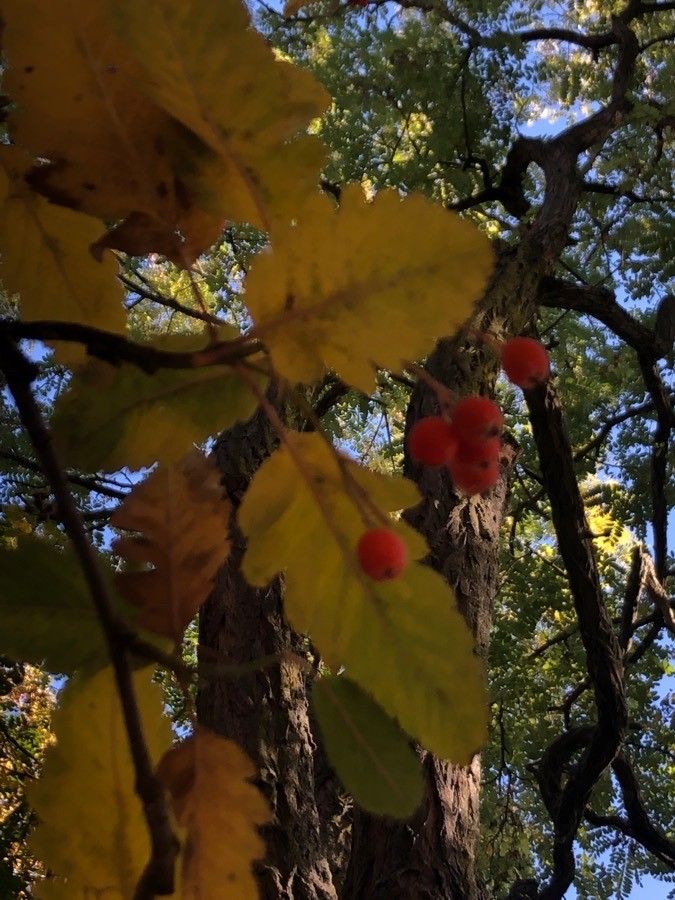 Sorbus hybrida fruit