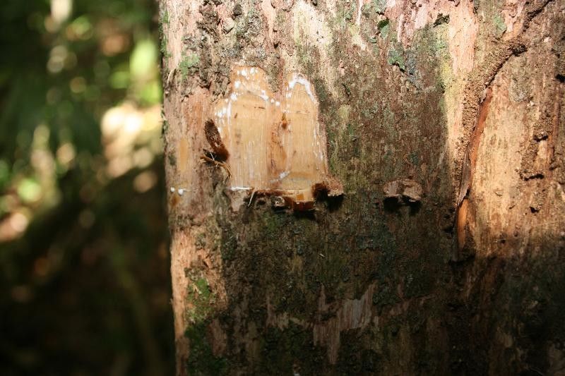 Pouteria hispida other