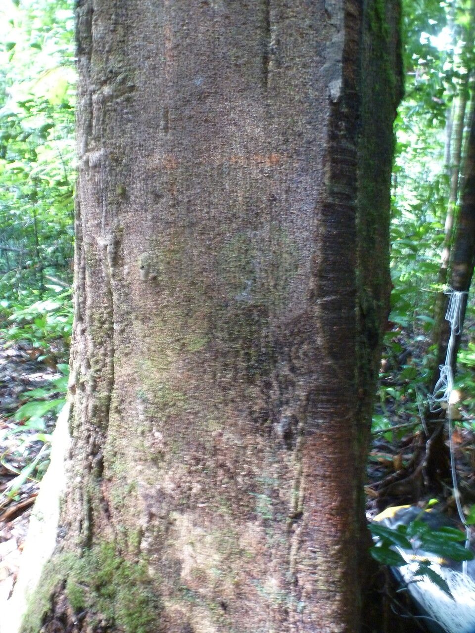 Sterculia pruriens bark