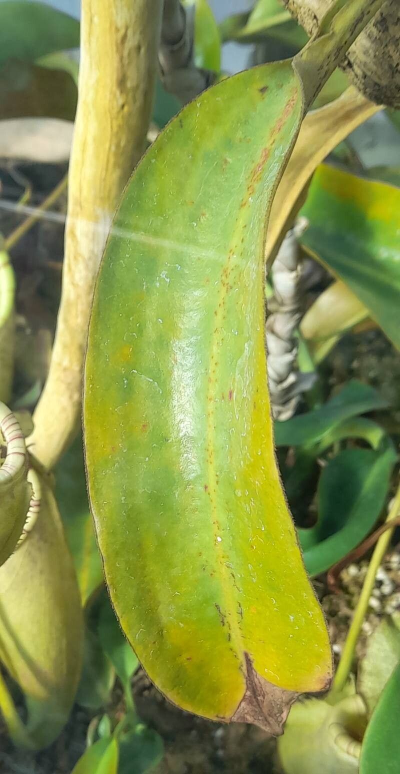 Nepenthes burbidgei leaf