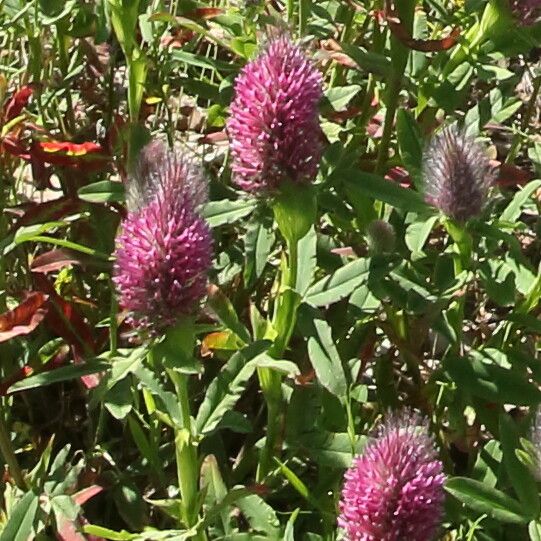Trifolium rubens flower