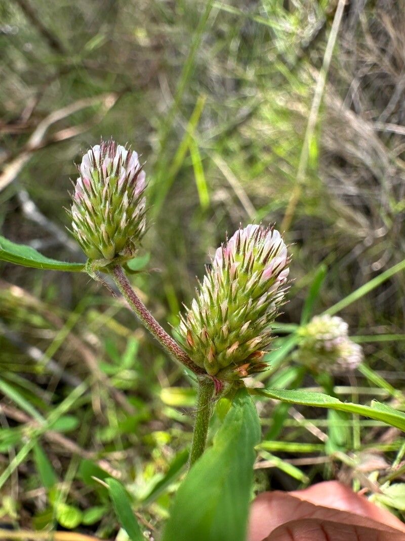Trifolium bocconei flower