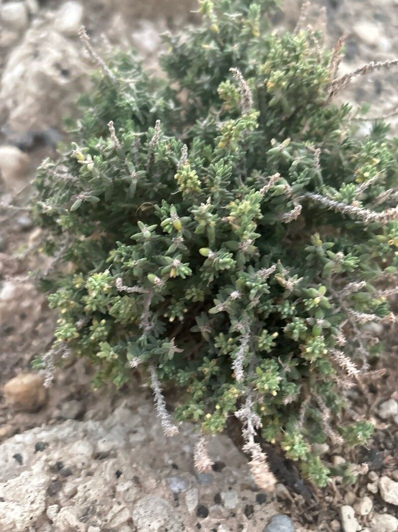 Micromeria ericifolia habit