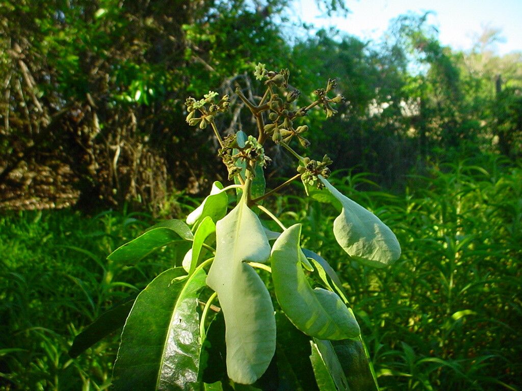 Pisonia artensis — related species from the same genus