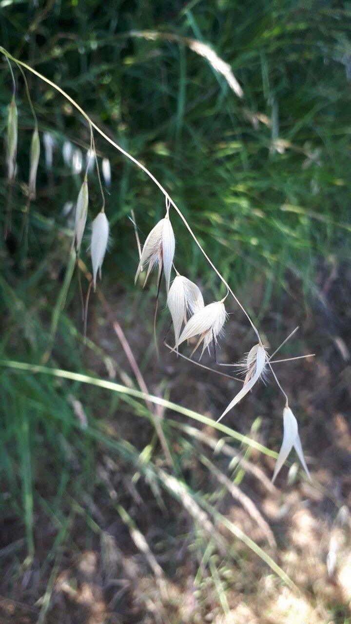 Avena sterilis flower