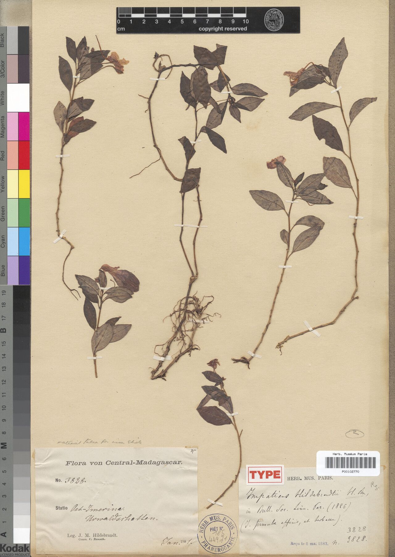 Impatiens hildebrandtii — houseplant care guide