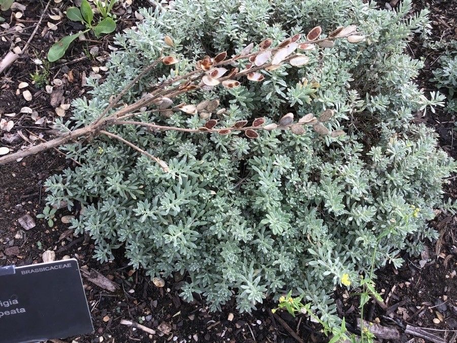 Ptilotrichum spinosum leaf