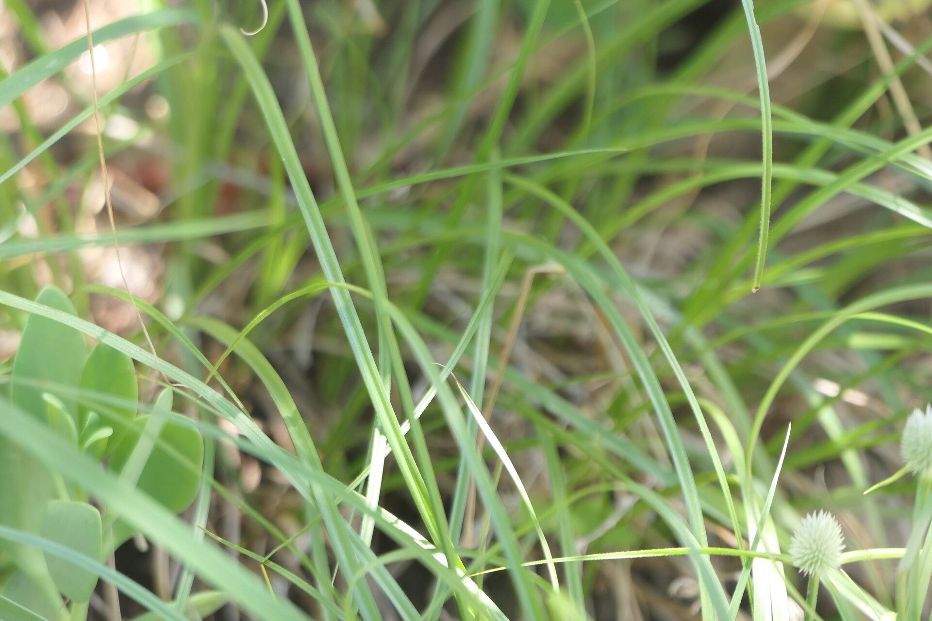 Cyperus alatus — houseplant care guide