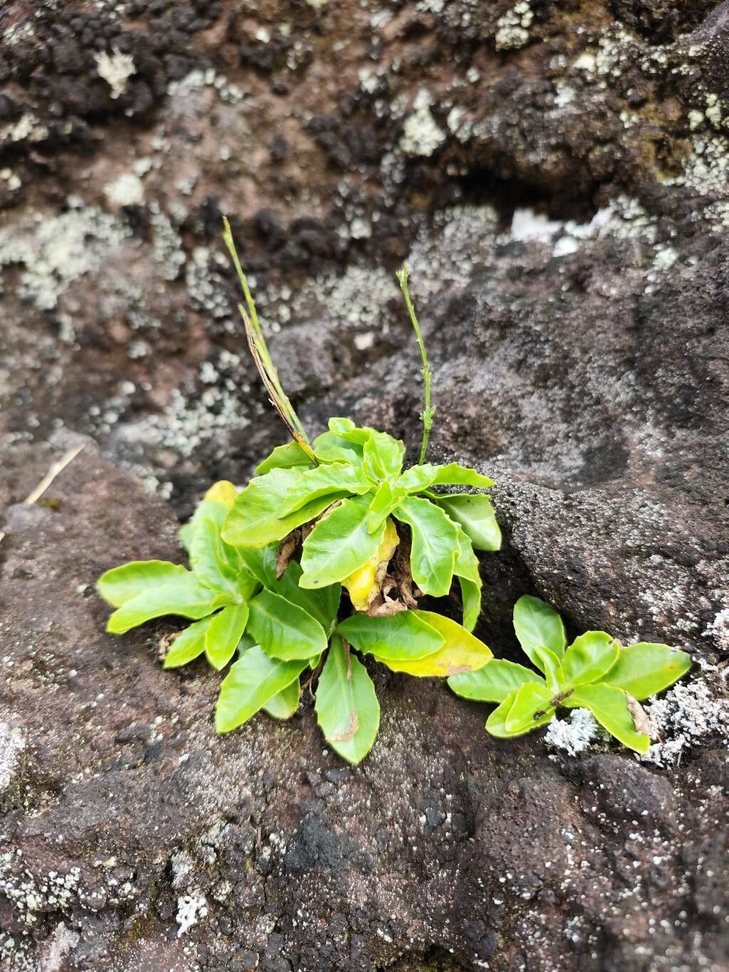 Tolpis macrorhiza — houseplant care guide