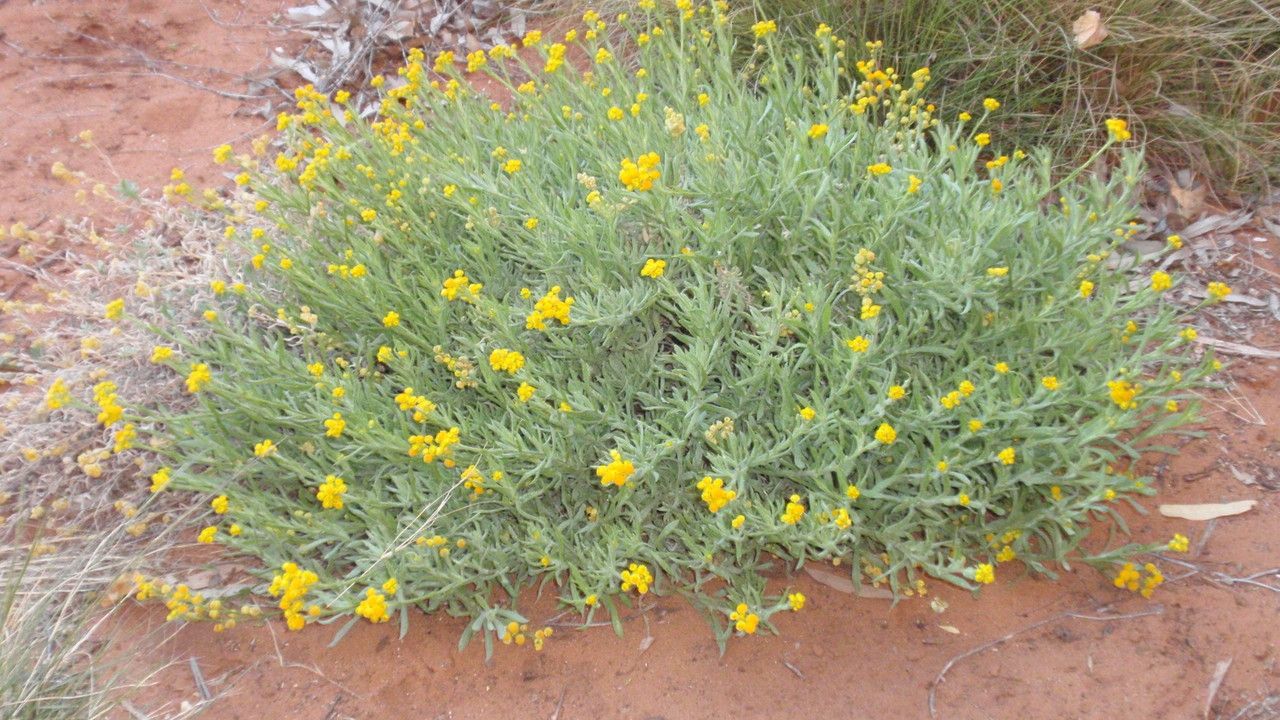 Chrysocephalum apiculatum habit
