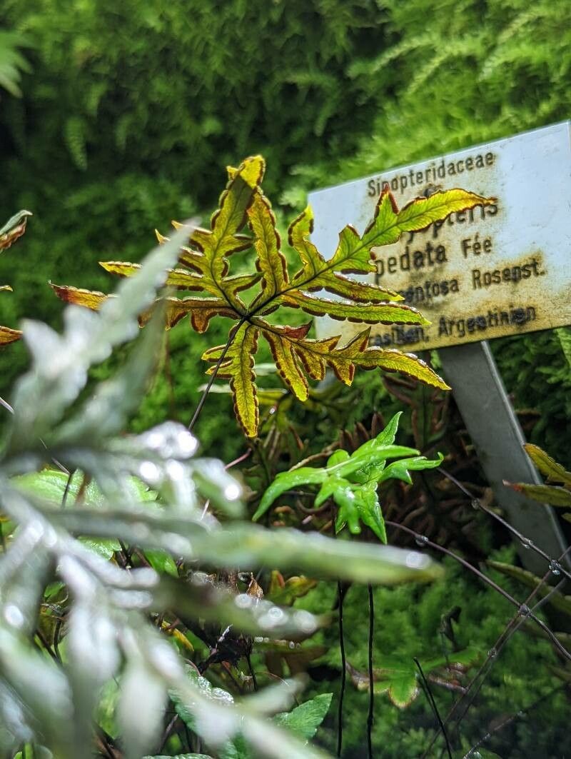 Doryopteris pentagona fruit