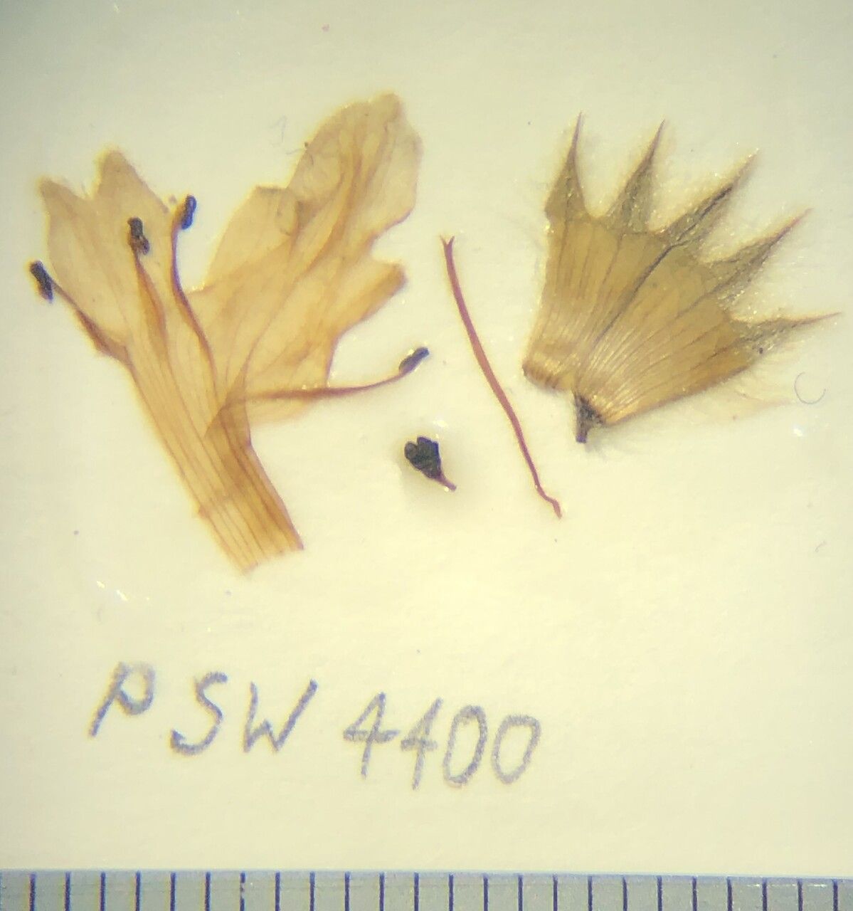 Stachys rigida — search result for 'Stachys'