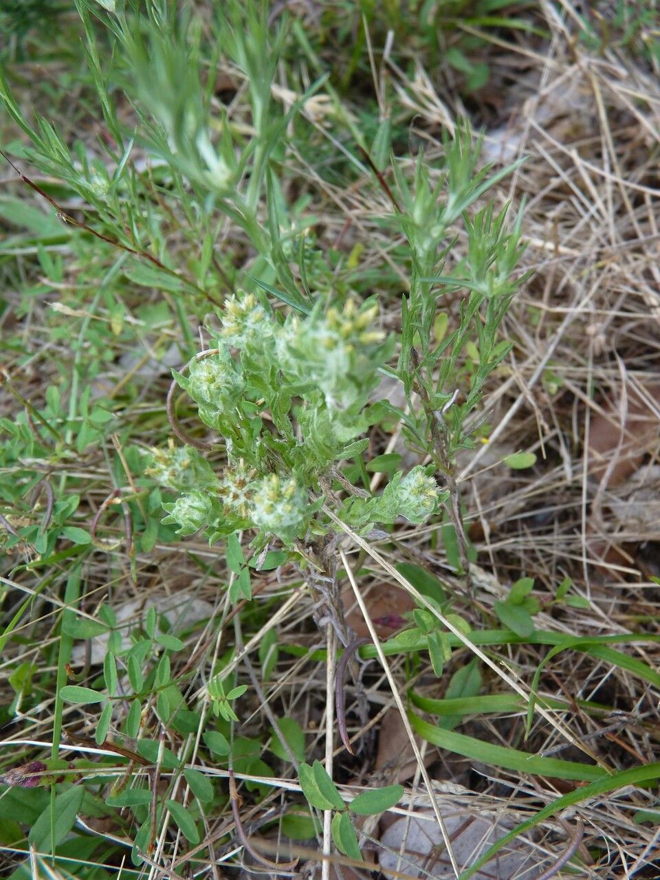 Filago germanica other