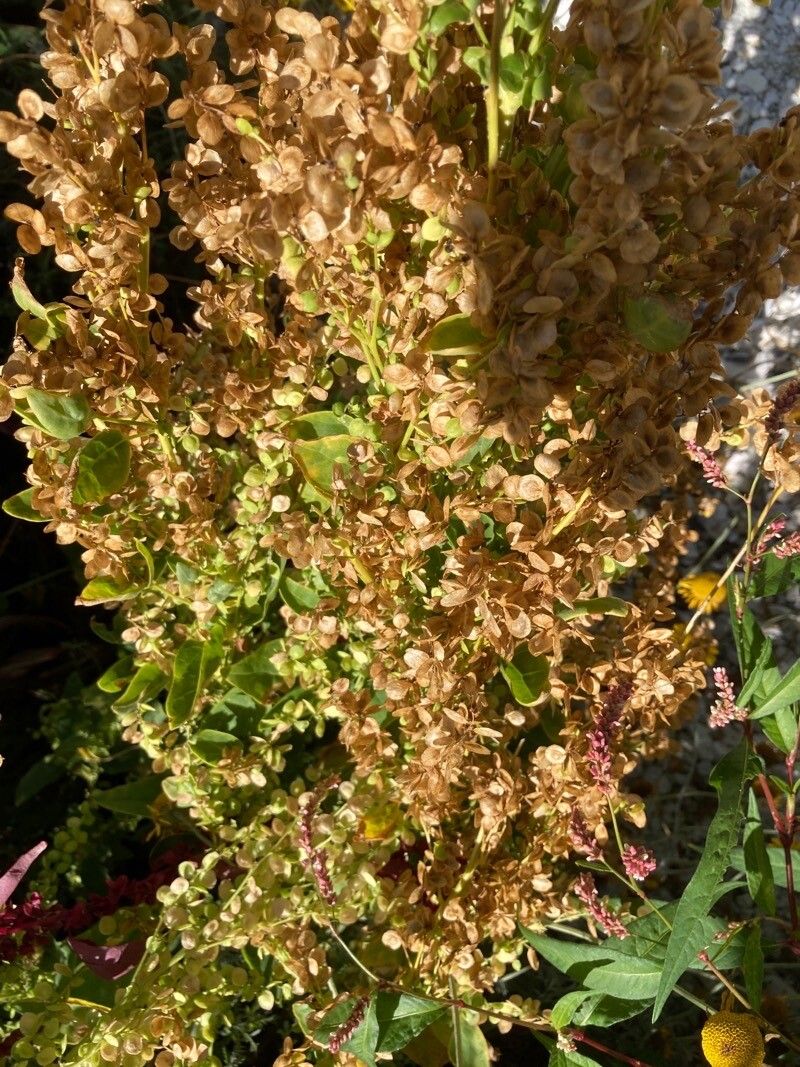Rumex lunaria flower