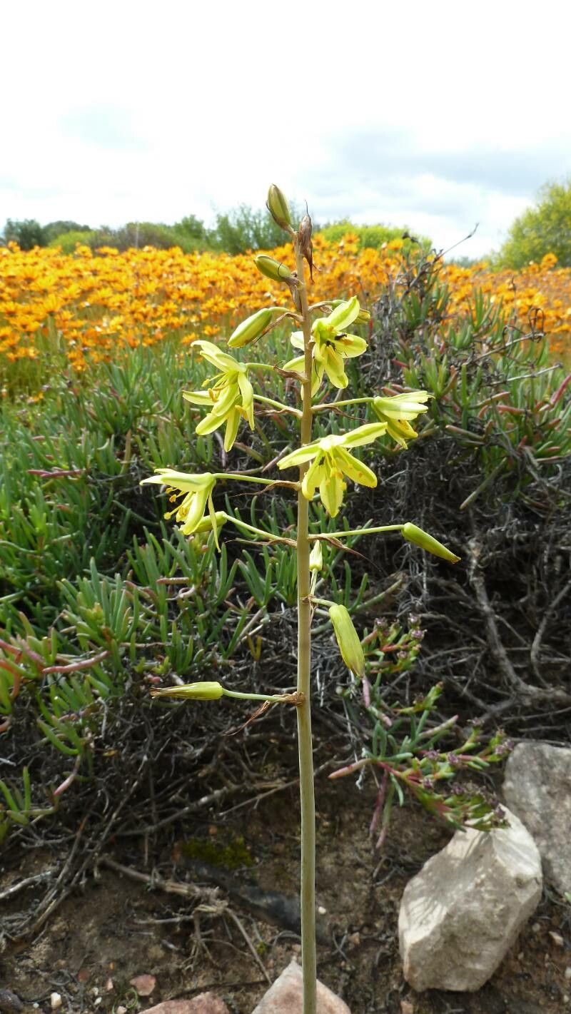 Bulbine bulbosa flower