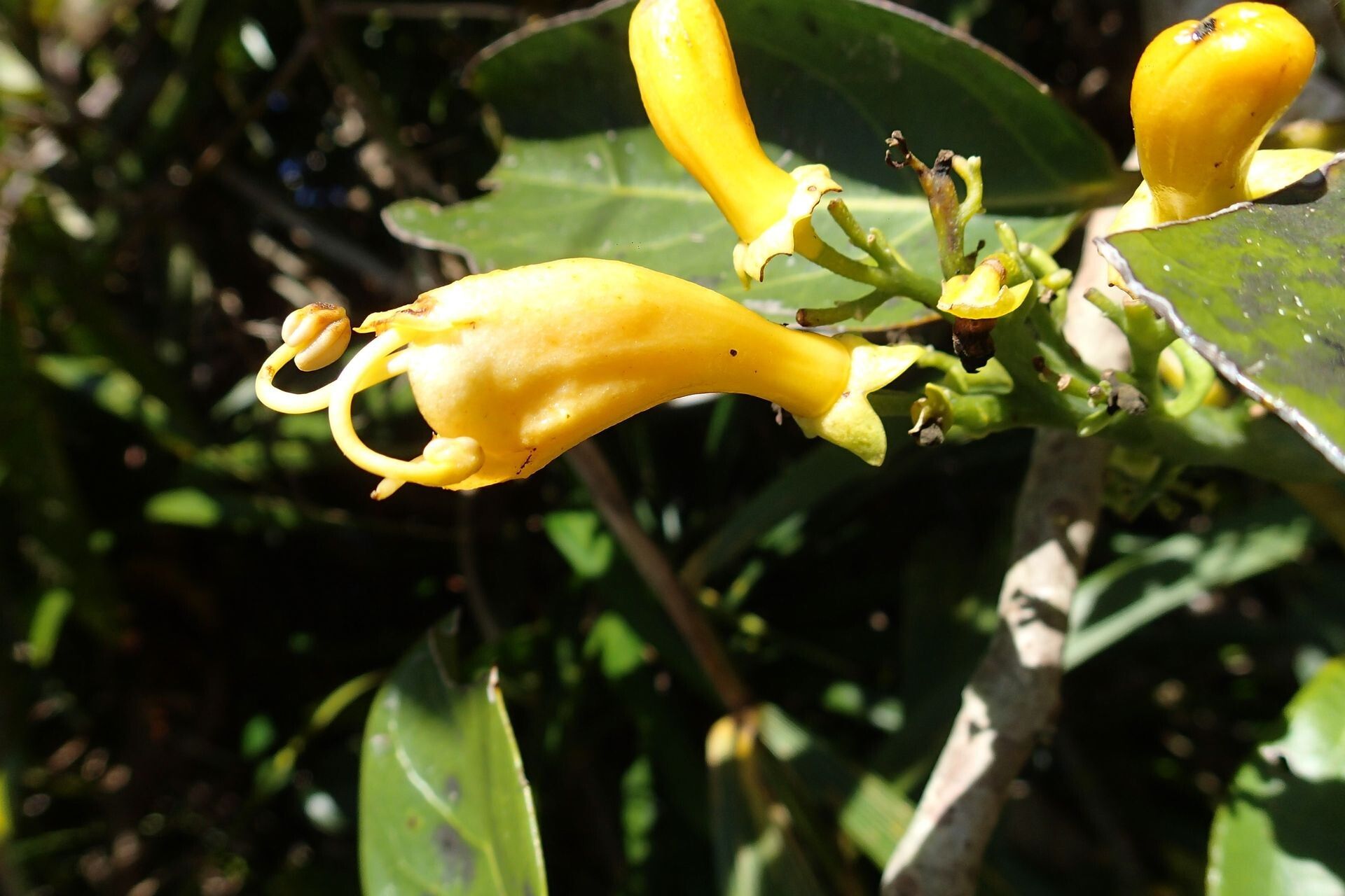 Oxera robusta — houseplant care guide