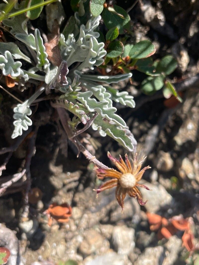 Jacobaea uniflora fruit