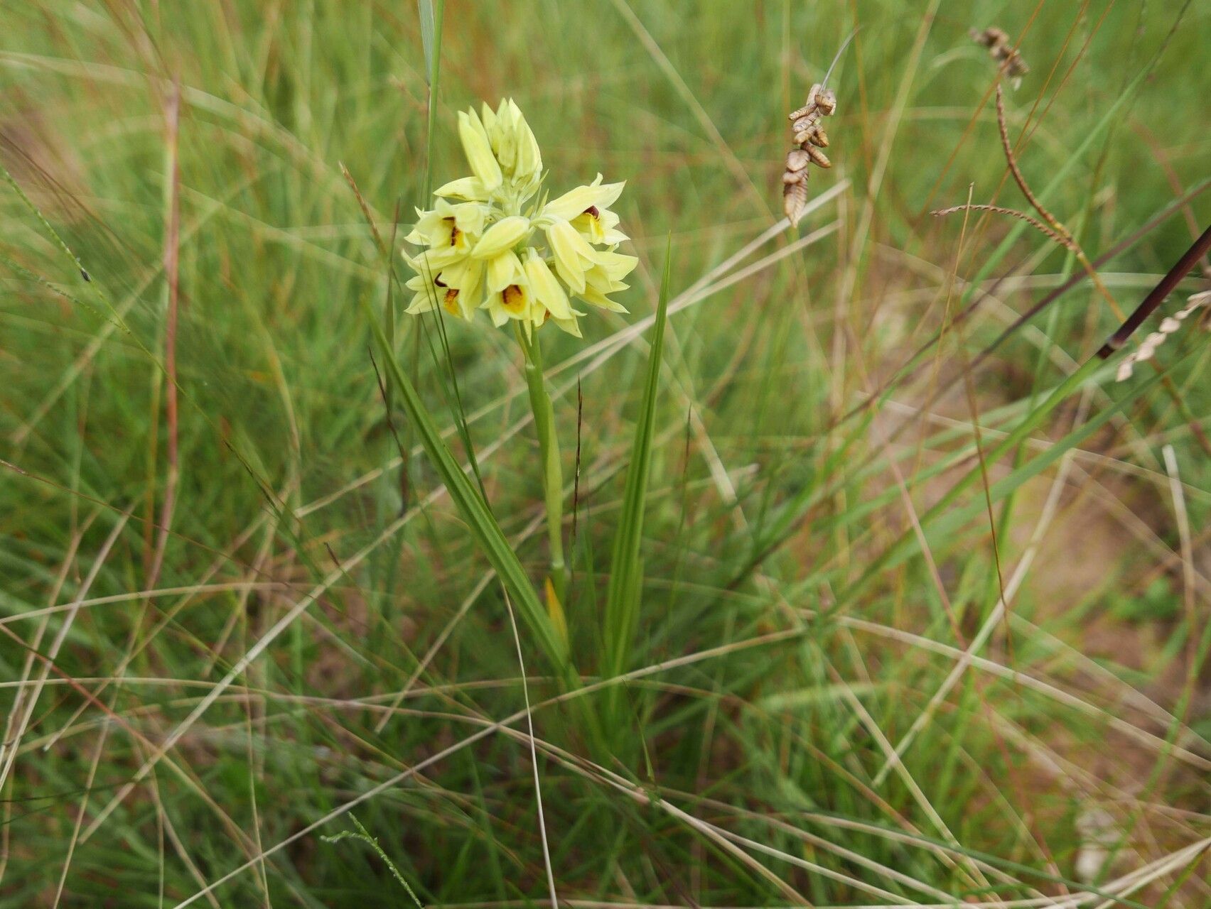 Eulophia rutenbergiana — houseplant care guide