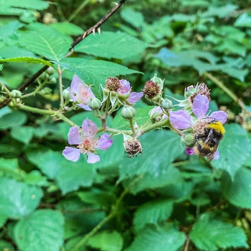 Rubus praecox flower