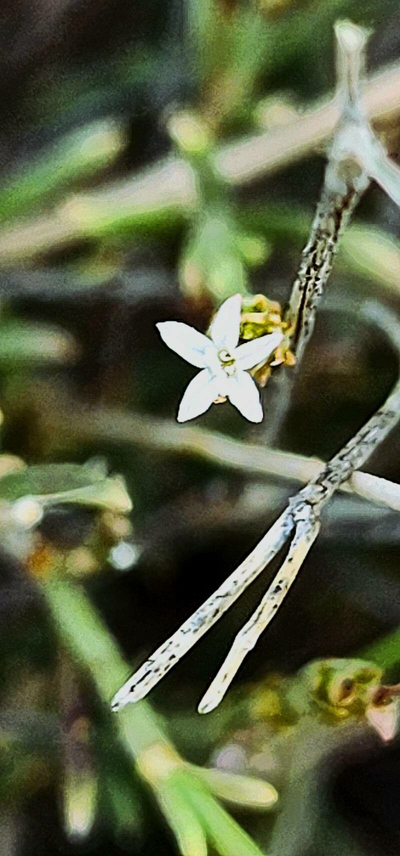 Thesium compressum flower