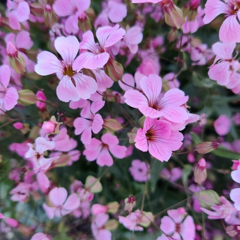 Vaccaria hispanica flower