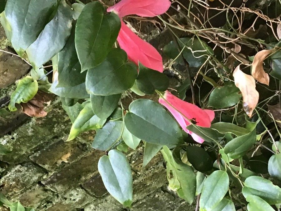 Lapageria rosea — search result for 'Chile'