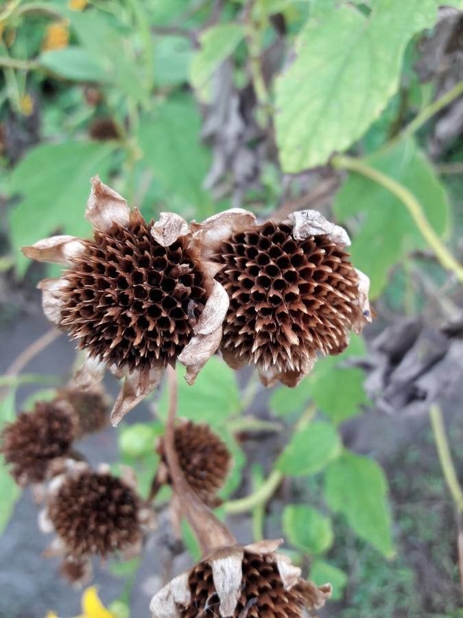 Tithonia diversifolia fruit